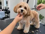 Example work photo: a freshly groomed dog on the grooming table